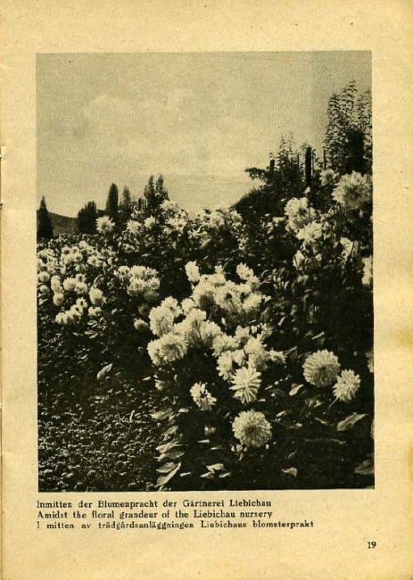 Fot 19. Pośród kwiatów w Ogrodnictwie Lubiechów fot. Dresdener Farbenfotografische Werkstätten
